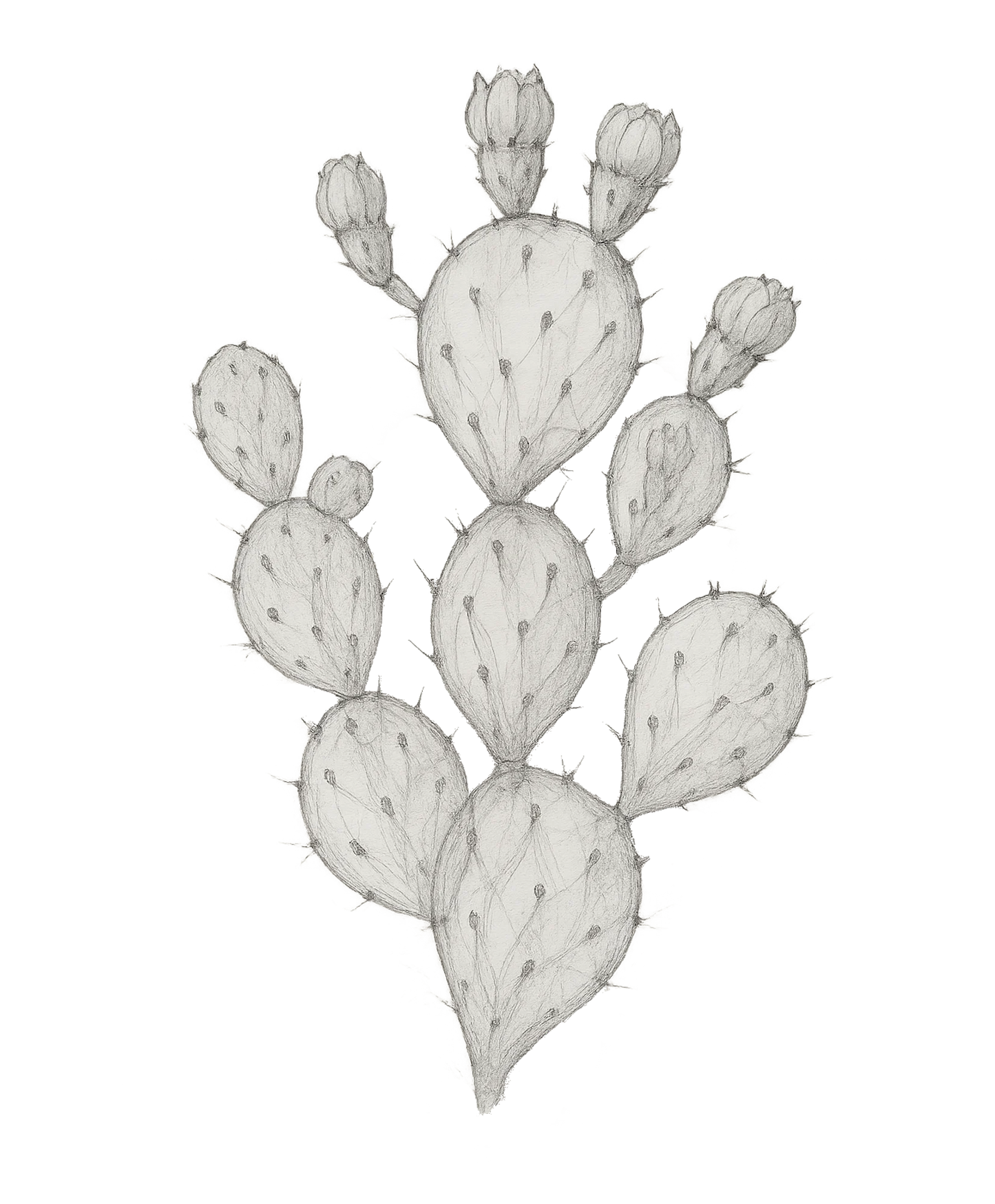 Chleopatra figenkaktus frø olie opuntia ficus indica 571432100003 kaktus